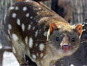 Pettyes quoll