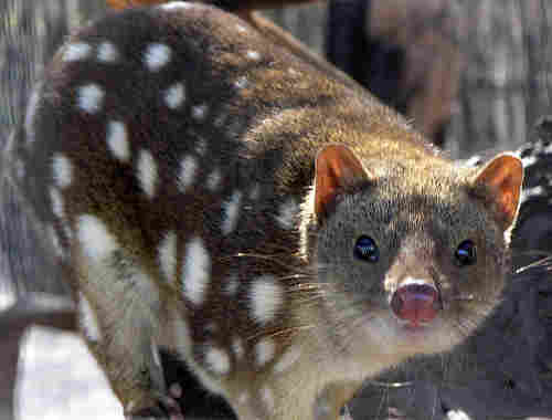 Pettyes quoll